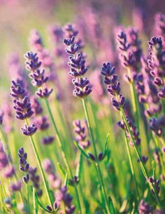 Adagio di Lavanda - Perfume Oil 2