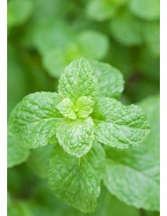 Lip Care Natural 2