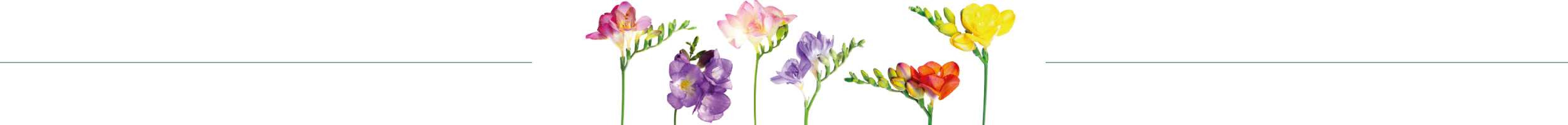 Fiori profumati per profumi artigianali di Firenze