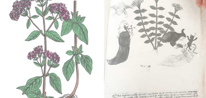 The Rigamo Herb: the Ancient Secret of Oregano in the Laurentian Library