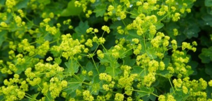 Lady’s mantle